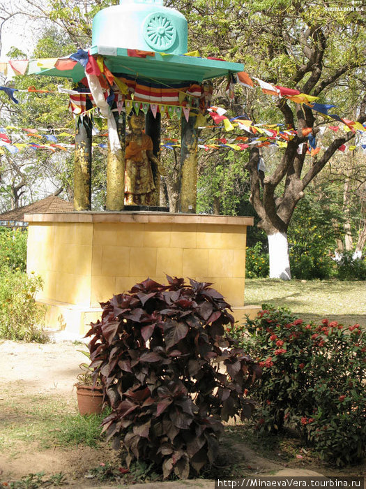 Парк, Где Растут Бамбуки Раджгир, Индия