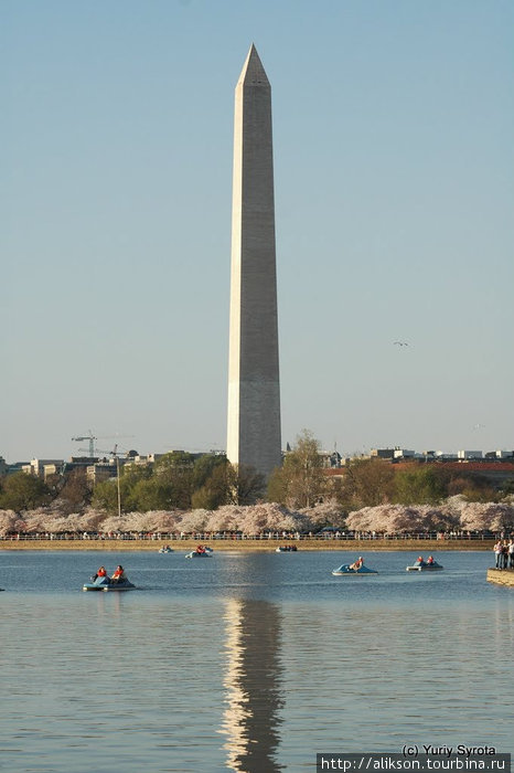 Памятник Вашингтону во время цветения вишен. Вашингтон, CША