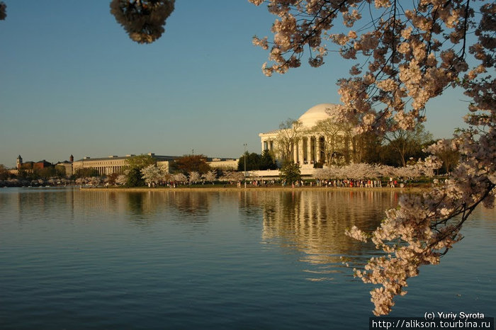 Jefferson Memorial во время цветения вишен. Вашингтон, CША
