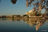 Jefferson Memorial во время цветения вишен.