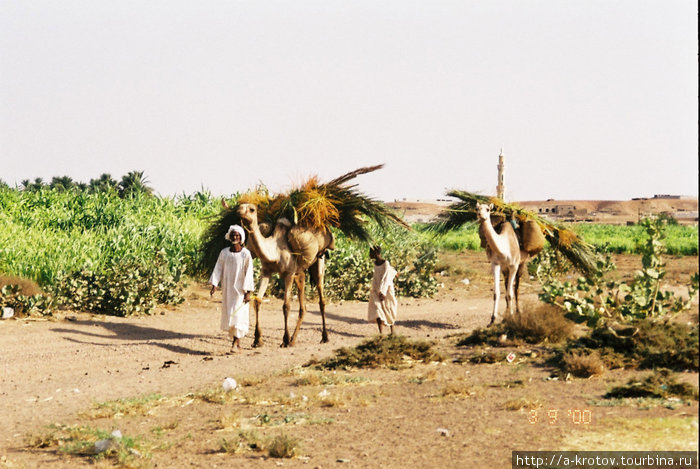 С поля домой Делго, Судан