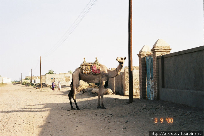 Верблюд вместо мотоцикла стоит у дома Делго, Судан