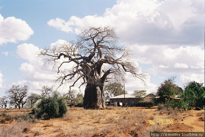 Баобаб Мтвара, Танзания