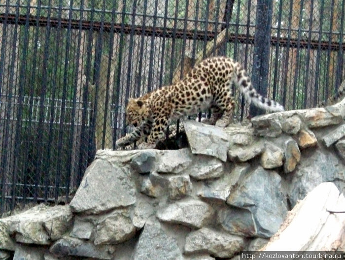 Леопард выходит на охоту. Новосибирск, Россия