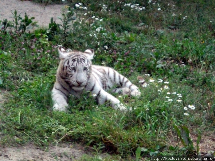 Белый бенгальский тигренок. Новосибирск, Россия