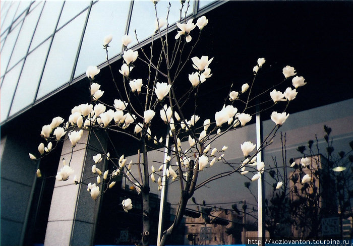 Весна пришла. Цветы белой магнолии. Сеул, Республика Корея