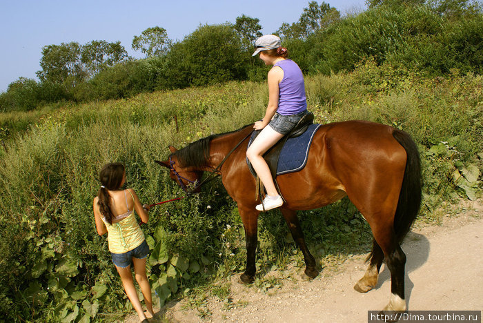 Лошади очень любят свернуть с тропы и полакомиться придорожной травой... Ропша, Россия