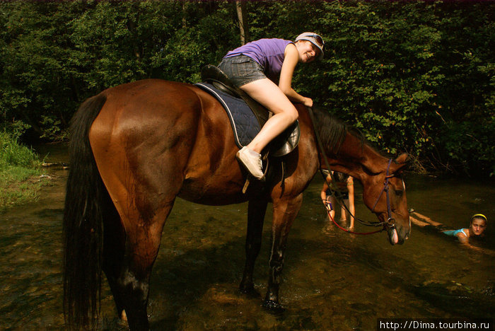 Лошадь любит ласку... А у этой ещё была привычка показывать язык. :) Ропша, Россия
