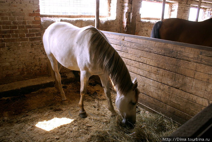 Белая лошадка была очень любознательна и ласкова Ропша, Россия