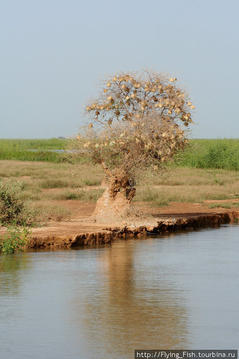На реке Нигер