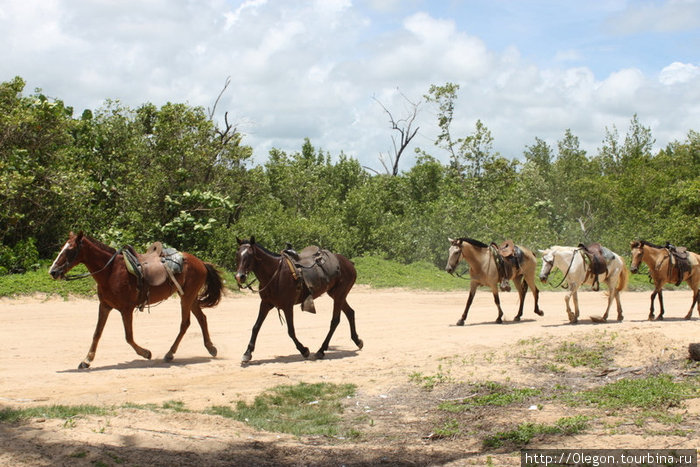Лошадки- экологический транспорт Доминиканская Республика