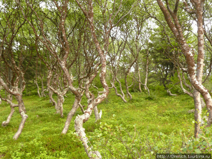 знаменитая карельская береза Соловецкие острова, Россия