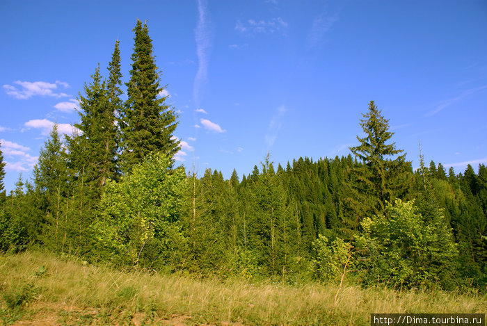 Леса, проносящиеся мимо Удмуртия, Россия