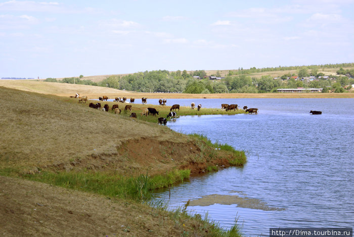 Коровы купаются Удмуртия, Россия
