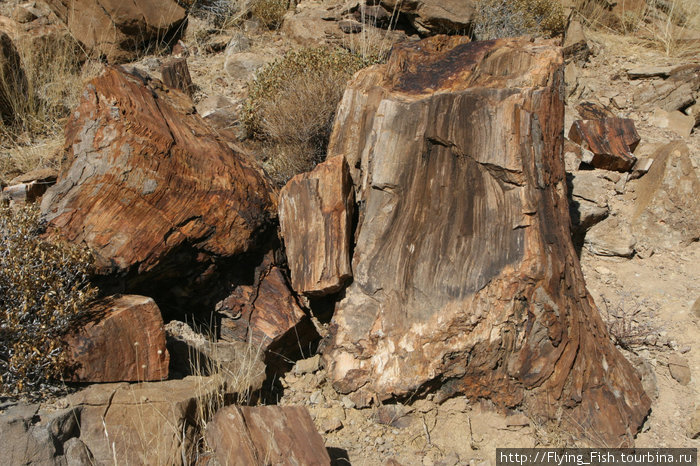 Каменный лес — национальный заповедник, в котором можно увидеть окаменевшие 250-300 миллионов лет назад деревья. Намибия