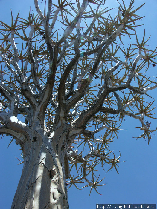 Колчановое дерево — полое внутри. Дальний родственник алоэ Намибия