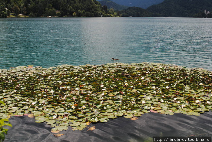 Вдоль Бледского озера Блед, Словения