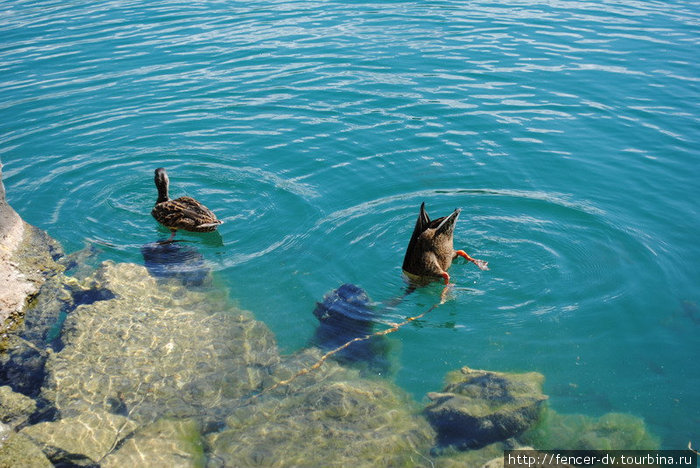 Утки — главные хозяева озера Блед, Словения