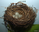 Гнездо и яйца обыкновенной овсянки