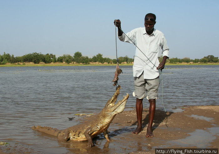 Себу. Пруд священных крокодилов. Служитель выманивает крокодила из воды дохлым цыпленком. Буркина-Фасо