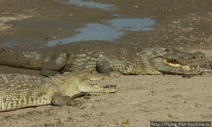 Говорят, что крокодлы не поддаются дрессировке. Местные же пресмыкающиеся сплываются к берегу на свист.