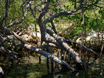 Это тоже бухта Дам Бай, в самой узкой части заросли мангров.