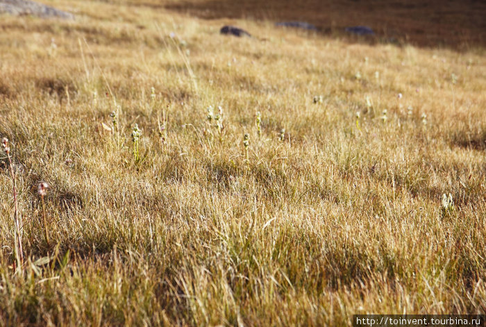 Солнечная трава. Иле-Алатауский Национальный Парк, Казахстан