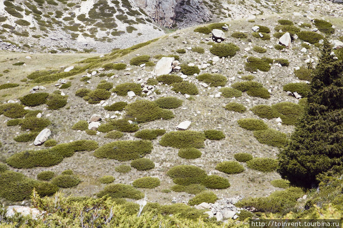 Заросли арчи образуют пятнистую разрисовку склонов. Иле-Алатауский Национальный Парк, Казахстан