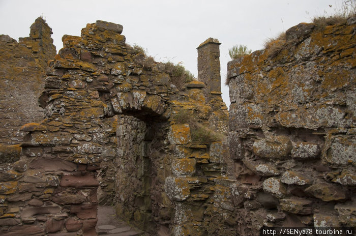Замок Даннотар (Dunnotar castle) — представительница его нынешних обитателей Шотландия, Великобритания