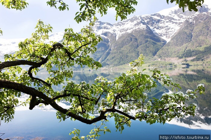 Хардангер-фьорд известен своими фруктовыми садами Норвегия