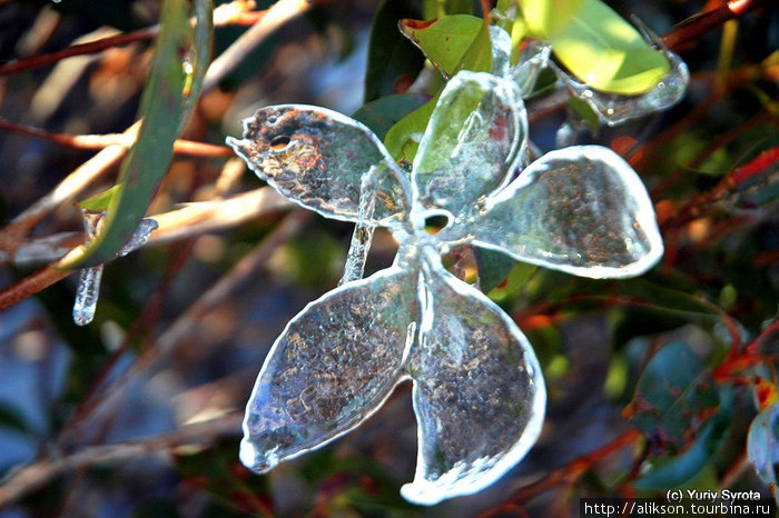 Ледяной цветок. Был мороз и шел дождь. Листья покрылись ледяной коркой. Потом на солнце лёд подтаял и отошел от листьев. В результате получились такие вот ледяные слепки. Национальный парк Шенандоа, CША