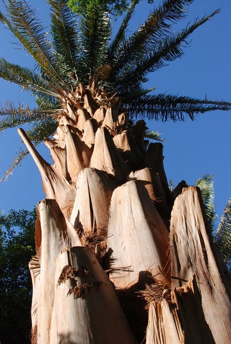 сад знаменит большой коллекцией пальм со всего мира Асуан, Египет