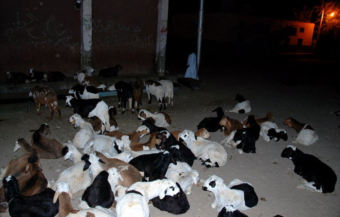 только благодаря вспышке я увидел маленькое стадо в одном из дворов Асуан, Египет
