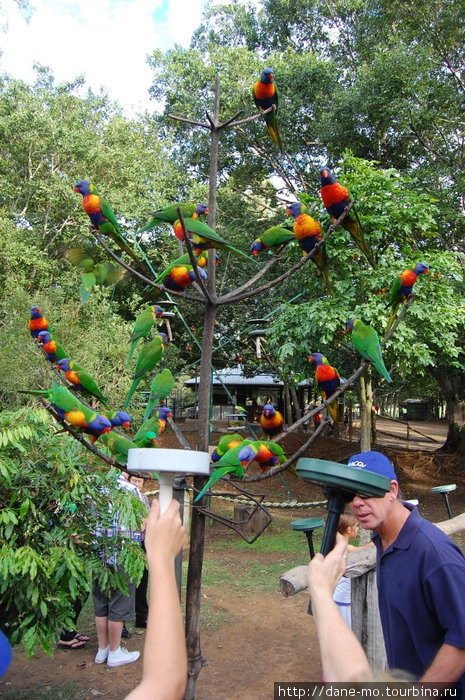 Зоопарк Индурупилли, Австралия