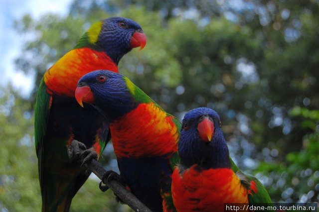 Попугаи Индурупилли, Австралия