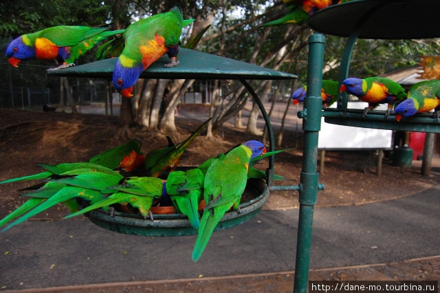 Зоопарк Индурупилли, Австралия