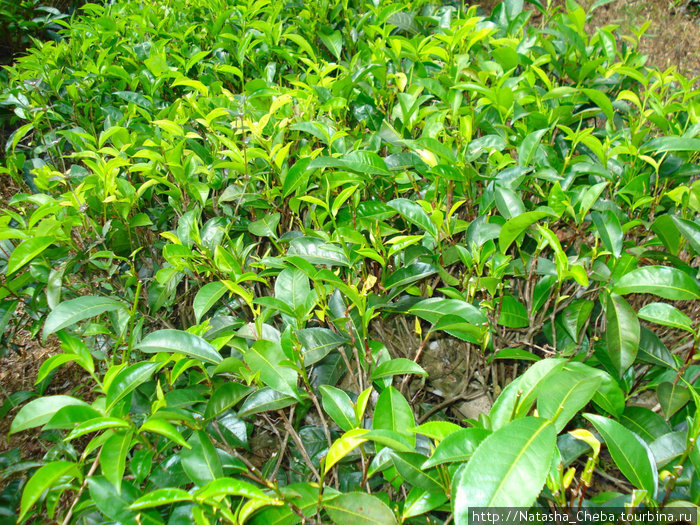 Чайная плантация Южная провинция, Шри-Ланка