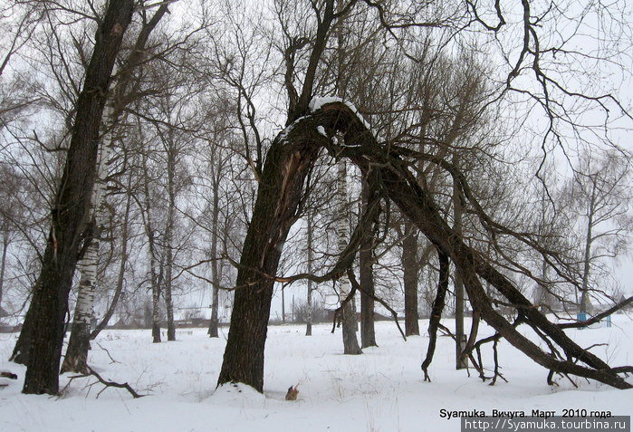 Земля укрыта снегом. Там — тропа. Узкая, ровная, утоптанная... Говорят, что между деревьями — захоронения... Вичуга, Россия