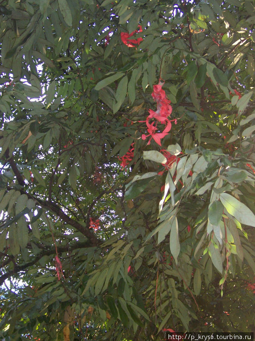 Экзотический цветок Канди, Шри-Ланка