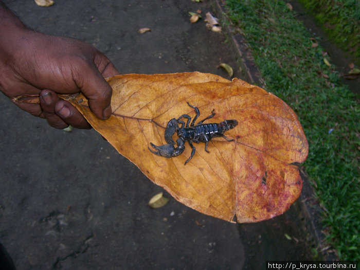 Живой скорпион Канди, Шри-Ланка