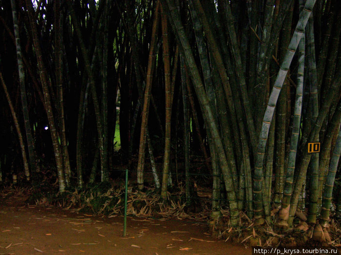Бамбуковые заросли Канди, Шри-Ланка