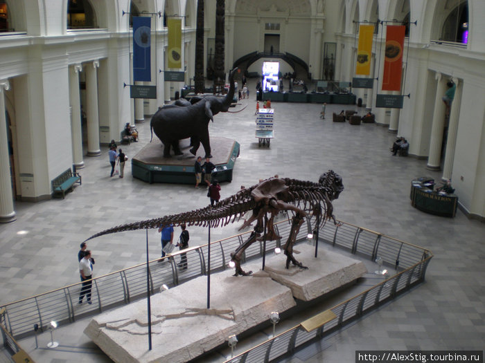 «Сью» — наиболее полный на сегодняшний день скелет тираннозавра (с)википедия Чикаго, CША