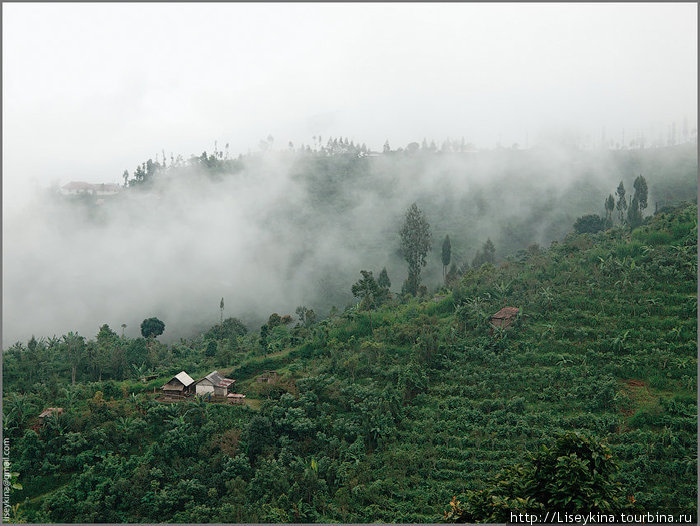 Туман в горах Бали, Индонезия