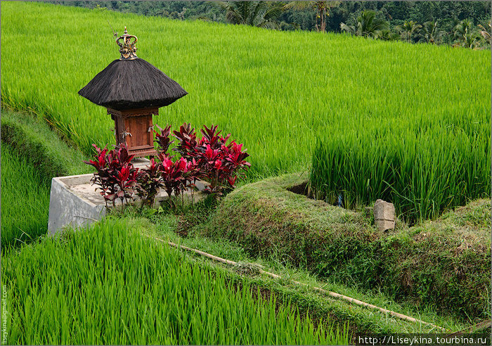 Домик для \рисовых духов\ Бали, Индонезия