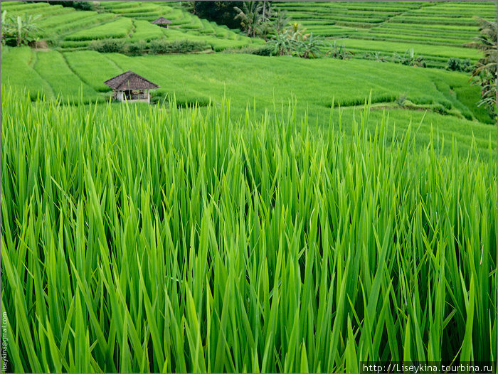 Рисовые террасы и вулканы Бали Бали, Индонезия