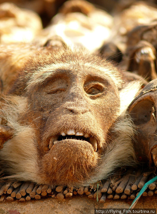 Порошок из черепа обезьяны снимает головную боль. Того