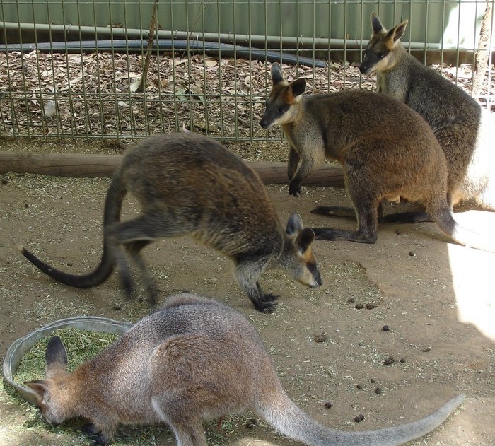 Что делать, после того, как вы погладили коалу Сидней, Австралия