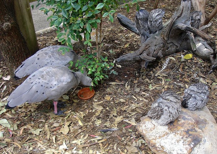 на фото 7 птиц Сидней, Австралия