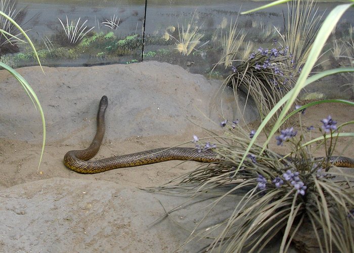 та самая ядовитая змея — тайпан Сидней, Австралия