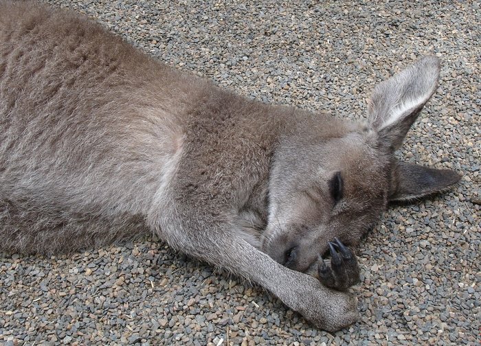 не мешайте, я сплю Сидней, Австралия